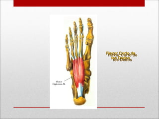 Flexor Corto de
Flexor Corto de
los Dedos
los Dedos
 