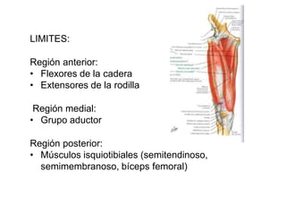 LIMITES:
Región anterior:
• Flexores de la cadera
• Extensores de la rodilla
Región medial:
• Grupo aductor
Región posteri...