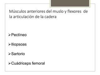 Músculos anteriores del muslo y flexores de
la articulación de la cadera
Pectíneo
Iliopsoas
Sartorio
Cuádriceps femoral
 