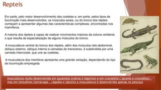 Repteis
Em parte, pelo maior desenvolvimento das costelas e, em parte, pelos tipos de
locomoção mais desenvolvidos, os músculos axiais, ou do tronco dos répteis
começam a apresentar algumas das características complexas, encontradas nos
mamíferos.
A maioria dos répteis é capaz de realizar movimentos maiores da coluna vertebral,
o que resulta da especialização de alguns músculos do tronco.
A musculatura ventral do tronco dos répteis, além dos músculos reto-abdominal,
oblíquo externo, oblíquo interno e camadas do transverso, é subdividida por uma
camada intercostal, que une as costelas.
A musculatura dos membros apresenta uma grande variação, dependendo do tipo
de locomoção empregada.
 musculatura muito desenvolvida em squamata (cobras e lagartos) e em crocodylia ( jacarés e crocodilos) ,
mas em testudines (tartarugas , cágados e jabutis) a musculatura é desenvolvida apenas no pescoço
 