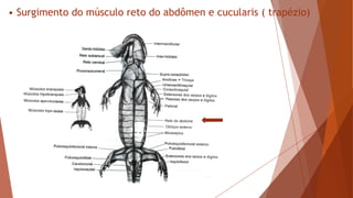 • Surgimento do músculo reto do abdômen e cucularis ( trapézio)
 