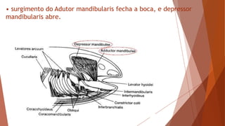 • surgimento do Adutor mandibularis fecha a boca, e depressor
mandibularis abre.
 
