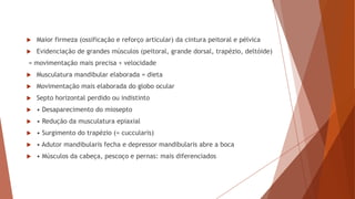  Maior firmeza (ossificação e reforço articular) da cintura peitoral e pélvica
 Evidenciação de grandes músculos (peitoral, grande dorsal, trapézio, deltóide)
= movimentação mais precisa + velocidade
 Musculatura mandibular elaborada = dieta
 Movimentação mais elaborada do globo ocular
 Septo horizontal perdido ou indistinto
 • Desaparecimento do miosepto
 • Redução da musculatura epiaxial
 • Surgimento do trapézio (= cuccularis)
 • Adutor mandibularis fecha e depressor mandibularis abre a boca
 • Músculos da cabeça, pescoço e pernas: mais diferenciados
 
