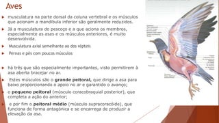 Aves
 musculatura na parte dorsal da coluna vertebral e os músculos
que acionam a mandíbula inferior são geralmente reduzidos.
 Já a musculatura do pescoço e a que aciona os membros,
especialmente as asas e os músculos anteriores, é muito
desenvolvida.
 Musculatura axial semelhante ao dos répteis
 Pernas e pés com poucos músculos
 há três que são especialmente importantes, visto permitirem à
asa aberta bracejar no ar.
 Estes músculos são o grande peitoral, que dirige a asa para
baixo proporcionando o apoio no ar e garantido o avanço;
 o pequeno peitoral (músculo coracobraquial posterior), que
completa a ação do anterior;
 e por fim o peitoral médio (músculo supracoracóide), que
funciona de forma antagónica e se encarrega de produzir a
elevação da asa.
 