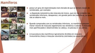 Mamíferos
 possui um grau de especialização mais elevado do que as demais classes de
vertebrados, por exemplo:
 a disposição metamérica dos músculos do tronco, que era tão evidente nos
vertebrados inferiores, desaparece, em grande parte dos mamíferos, ou quase
não se observa mais.
 Quando comparados com os vertebrados inferiores, os mamíferos possuem
menor volume de músculos segmentares nas vértebras e costelas e músculos
mais aperfeiçoados e desenvolvidos na cabeça, no pescoço e nas pernas.
 A musculatura dos mamíferos é geralmente dividida em músculos
involuntários (lisos) e músculos voluntários (estriados) ou esqueléticos
 