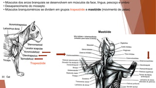 • Músculos dos arcos branquiais se desenvolvem em músculos da face, língua, pescoço e ombro
• Desaparecimento do miosepto
• Músculos branquioméricos se dividem em grupos trapezóide e mastóide (movimento de patas)
Trapezóide
Mastóide
 