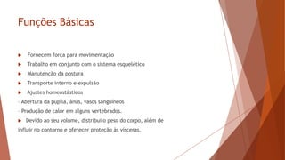 Funções Básicas
 Fornecem força para movimentação
 Trabalho em conjunto com o sistema esquelético
 Manutenção da postura
 Transporte interno e expulsão
 Ajustes homeostásticos
– Abertura da pupila, ânus, vasos sanguíneos
– Produção de calor em alguns vertebrados.
 Devido ao seu volume, distribui o peso do corpo, além de
influir no contorno e oferecer proteção às vísceras.
 