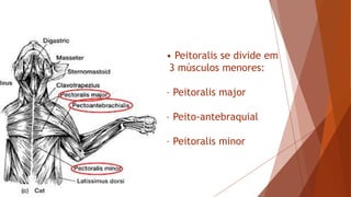 • Peitoralis se divide em
3 músculos menores:
– Peitoralis major
– Peito-antebraquial
– Peitoralis minor
 