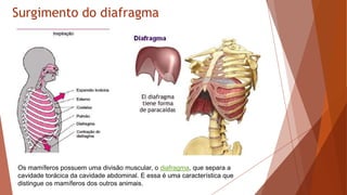 Surgimento do diafragma
Os mamíferos possuem uma divisão muscular, o diafragma, que separa a
cavidade torácica da cavidade abdominal. E essa é uma característica que
distingue os mamíferos dos outros animais.
 