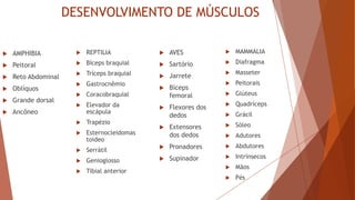 DESENVOLVIMENTO DE MÚSCULOS
 AMPHIBIA
 Peitoral
 Reto Abdominal
 Oblíquos
 Grande dorsal
 Ancôneo
 REPTILIA
 Bíceps braquial
 Tríceps braquial
 Gastrocnêmio
 Coracobraquial
 Elevador da
escápula
 Trapézio
 Esternocleidomas
toideo
 Serrátil
 Genioglosso
 Tibial anterior
 AVES
 Sartório
 Jarrete
 Bíceps
femoral
 Flexores dos
dedos
 Extensores
dos dedos
 Pronadores
 Supinador
 MAMMALIA
 Diafragma
 Masseter
 Peitorais
 Glúteus
 Quadríceps
 Grácil
 Sóleo
 Adutores
 Abdutores
 Intrínsecos
 Mãos
 Pés
 