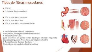 Tipos de fibras musculares
 Fibras
 3 tipos de fibras musculares
 Fibras musculares estriadas
 Fibras musculares lisas
 Fibras musculares estriadas cardíacas
1. Tecido Muscular Estriado Esquelético :
Forte, rápido, contração voluntária descontínua
1. Tecido Muscular Liso:
que é encontrado em grande número dos órgãos internos e na parede
dos vasos sanguíneos. Fraco, lento, contração involuntária
1. Tecido Muscular Estriado Cardíaco:
Forte, rápido, contração involuntária contínua
 