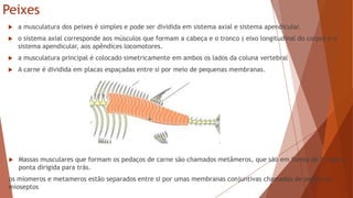 Peixes
 a musculatura dos peixes é simples e pode ser dividida em sistema axial e sistema apendicular.
 o sistema axial corresponde aos músculos que formam a cabeça e o tronco ( eixo longitudinal do corpo) e o
sistema apendicular, aos apêndices locomotores.
 a musculatura principal é colocado simetricamente em ambos os lados da coluna vertebral
 A carne é dividida em placas espaçadas entre si por meio de pequenas membranas.
 Massas musculares que formam os pedaços de carne são chamados metâmeros, que são em forma de V, com a
ponta dirigida para trás.
os miomeros e metameros estão separados entre si por umas membranas conjuntivas chamadas de septos ou
mioseptos
 
