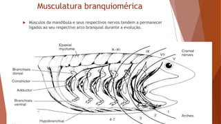 Musculatura branquiomérica
 Músculos da mandíbula e seus respectivos nervos tendem a permanecer
ligados ao seu respectivo arco branquial durante a evolução.
 