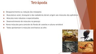 Tetrápoda
 Desaparecimento ou redução dos mioseptos
 Musculatura axial, branquial e das nadadeiras deram origem aos músculos dos apêndices
 Músculos mais robustos e especializados
 Desenvolvimento de músculos no pescoço
 Novos músculos para controle da flexão de costelas e coluna vertebral
 Todos apresentam 6 músculos extrínsecos ao olho
 