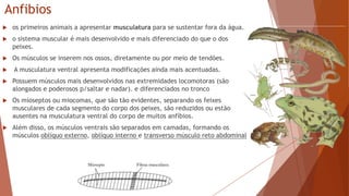 Anfibios
 os primeiros animais a apresentar musculatura para se sustentar fora da água.
 o sistema muscular é mais desenvolvido e mais diferenciado do que o dos
peixes.
 Os músculos se inserem nos ossos, diretamente ou por meio de tendões.
 A musculatura ventral apresenta modificações ainda mais acentuadas.
 Possuem músculos mais desenvolvidos nas extremidades locomotoras (são
alongados e poderosos p/saltar e nadar). e diferenciados no tronco
 Os mioseptos ou miocomas, que são tão evidentes, separando os feixes
musculares de cada segmento do corpo dos peixes, são reduzidos ou estão
ausentes na musculatura ventral do corpo de muitos anfíbios.
 Além disso, os músculos ventrais são separados em camadas, formando os
músculos oblíquo externo, oblíquo interno e transverso músculo reto abdominal
 