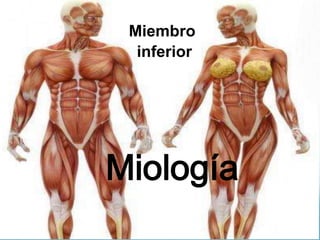 Miembro
inferior

Miología

 