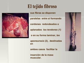 sus fibras se disponen  paralelas  entre sí formando  cordones  redondeados o  aplanados  los tendones (1) o en su forma laminar,  las  aponeurosis  (2),  destinadas en  ambos casos  facilitar la  inserción de la masa muscular.  El tejido fibroso 1 2 2 