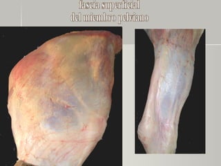 fascia superficial del miembro pelviano 