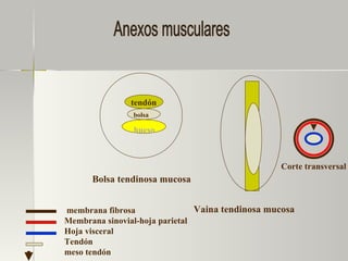Anexos musculares Bolsa tendinosa mucosa Vaina tendinosa mucosa hueso bolsa tendón membrana fibrosa Membrana sinovial-hoja parietal Hoja visceral Tendón meso tendón Corte transversal 