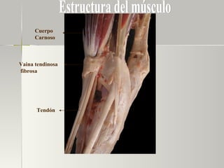 Cuerpo Carnoso Tendón Vaina tendinosa fibrosa Estructura del músculo 