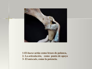 1-El  hueso  actúa como brazo de palanca, 2. La  articulación,   como  punto de apoyo  3- El  músculo , como la potencia.  1 1 2 3 