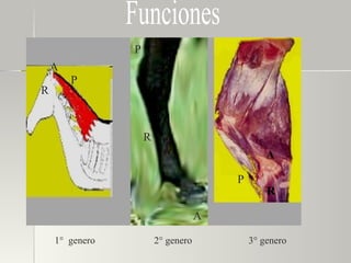 A R P A P R A P R Funciones  1°  genero  2° genero  3° genero 