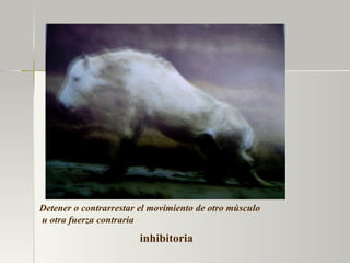inhibitoria Detener o contrarrestar el movimiento de otro músculo u otra fuerza contraria   