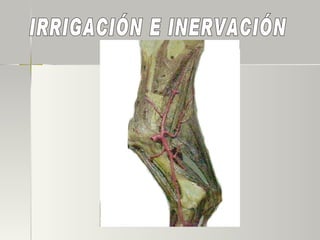 IRRIGACIÓN E INERVACIÓN  
