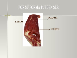 POR SU FORMA PUEDEN SER LARGOS PLANOS CORTO 