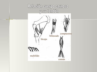 bíceps bifurcado compuestos común multifido Relación cuerpo carnoso y su tendón 