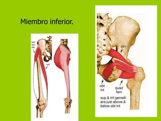 Miembro inferior.
 