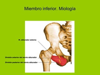 Miembro inferior. Miología




                M. obturador externo




División anterior del nervio obturador


División posterior del nervio obturador
 
