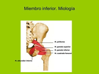 Miembro inferior. Miología




                         M. piriforme

                         M. gemelo superior

                         M. gemelo inferior

                         M. cuadrado femoral



M. obturador interno
 