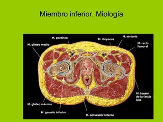 Miembro inferior. Miología

                                                        M. sartorio
                   M. pectíneo           M. iliopsoas
                                                                      M. recto
M. glúteo medio
                                                                      femoral




                        F




                                                                  M. tensor
                                                                  de la fascia
                                                                  lata
M. glúteo máximo


         M. gemelo inferior
                                 M. obturador interno
 