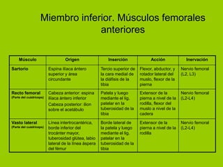 Miembro inferior. Músculos femorales
                                anteriores

     Músculo                      Origen                 Inserción               Acción             Inervación

Sartorio                 Espina ilíaca ántero         Tercio superior de   Flexor, abductor, y    Nervio femoral
                         superior y área              la cara medial de    rotador lateral del    (L2, L3)
                         circundante                  la diáfisis de la    muslo, flexor de la
                                                      tibia                pierna
Recto femoral            Cabeza anterior: espina      Patela y luego       Extensor de la         Nervio femoral
(Parte del cuádriceps)   ilíaca ántero inferior       mediante el lig.     pierna a nivel de la   (L2-L4)
                         Cabeza posterior: ilion      patelar en la        rodilla, flexor del
                         sobre el acetábulo           tuberosidad de la    muslo a nivel de la
                                                      tibia                cadera

Vasto lateral            Línea intertrocantérica,     Borde lateral de     Extensor de la         Nervio femoral
(Parte del cuádriceps)   borde inferior del           la patela y luego    pierna a nivel de la   (L2-L4)
                         trocánter mayor,             mediante el lig.     rodilla
                         tuberosidad glútea, labio    patelar en la
                         lateral de la línea áspera   tuberosidad de la
                         del fémur                    tibia
 