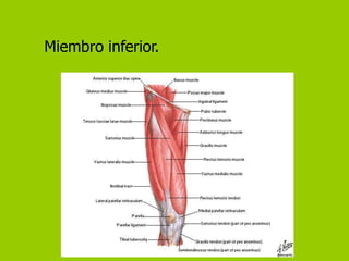 Miembro inferior.
 