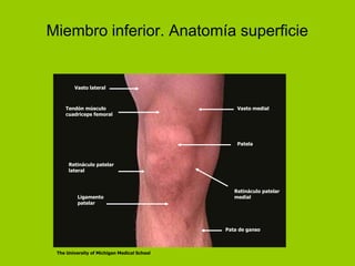 Miembro inferior. Anatomía superficie


        Vasto lateral



    Tendón músculo                               Vasto medial
    cuadriceps femoral




                                                 Patela



      Retináculo patelar
      lateral



                                                Retináculo patelar
          Ligamento                             medial
          patelar




                                             Pata de ganso



 The University of Michigan Medical School
 