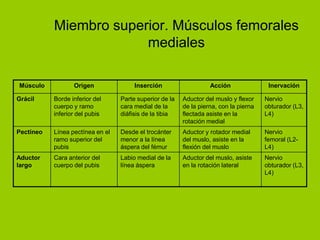 Miembro superior. Músculos femorales
                        mediales

Músculo           Origen               Inserción                   Acción               Inervación

Grácil     Borde inferior del     Parte superior de la   Aductor del muslo y flexor    Nervio
           cuerpo y ramo          cara medial de la      de la pierna, con la pierna   obturador (L3,
           inferior del pubis     diáfisis de la tibia   flectada asiste en la         L4)
                                                         rotación medial
Pectíneo   Línea pectínea en el   Desde el trocánter     Aductor y rotador medial      Nervio
           ramo superior del      menor a la línea       del muslo, asiste en la       femoral (L2-
           pubis                  áspera del fémur       flexión del muslo             L4)
Aductor    Cara anterior del      Labio medial de la     Aductor del muslo, asiste     Nervio
largo      cuerpo del pubis       línea áspera           en la rotación lateral        obturador (L3,
                                                                                       L4)
 