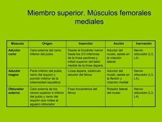 Miembro superior. Músculos femorales
                         mediales

 Músculo             Origen                    Inserción                Acción          Inervación

Aductor     Cara externa del ramo       Desde el trocánter menor    Aductor del        Nervio
corto       inferior del pubis          hasta los 2/3 inferiores    muslo, asiste en   obturador (L3,
                                        de la línea pectínea y      la rotación        L4)
                                        mitad superior del labio    lateral
                                        medial de la línea áspera
Aductor     Parte inferior del pubis,   Línea áspera, tubérculo     Aductor del        Nervio
magno       ramo del isquion y          aductor del fémur           muslo, asiste en   obturador (L3,
            porción inferior de la                                  la flexión y       L4),
            tuberosidad isquiática                                  rotación medial

Obturador   Cara externa de los         Fosa trocantérica del       Rotador lateral    Nervio
externo     ramos superior e inferior   fémur                       del muslo          obturador (L3,
            del pubis y ramo del                                                       L4)
            isquión que rodea al
            agujero obturador
 
