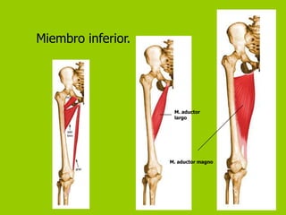 Miembro inferior.




                     M. aductor
                     largo




                    M. aductor magno
 