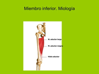Miembro inferior. Miología




            M. aductor largo



            M. aductor magno




            Hiato aductor
 