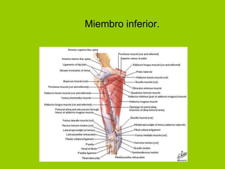 Miembro inferior.
 