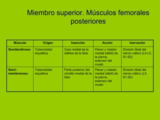 Miembro superior. Músculos femorales
                         posteriores

   Músculo           Origen        Inserción              Acción              Inervación

Semitendinoso   Tuberosidad   Cara medial de la      Flexor y rotador    División tibial del
                isquiática    diáfisis de la tibia   medial (débil) de   nervio ciático (L4-L5,
                                                     la pierna,          S1-S2)
                                                     extensor del
                                                     muslo
Semi-           Tuberosidad   Parte posterior del    Flexor y rotador    División tibial del
membranoso      isquiática    cóndilo medial de la   medial (débil) de   nervio ciático (L5,
                              tibia                  la pierna,          S1-S2)
                                                     extensor del
                                                     muslo
 