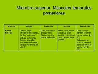 Miembro superior. Músculos femorales
                        posteriores

  Músculo           Origen                 Inserción               Acción               Inervación

Biceps       Cabeza larga:             Cara lateral de la    Flexor de la pierna,   Cabeza larga:
femoral      tuberosidad isquiática,   cabeza de la          la cabeza larga        porción tibial del
             lig. Sacrotuberoso        fíbula y cóndilo      también extiende el    nervio ciático (S1-
             Cabeza corta: línea       lateral de la tibia   muslo a nivel de la    S3)
             áspera, rugosidad                               cadera                 Cabeza corta:
             supracondílea lateral,                                                 porción peronea
             tabique intermuscular                                                  común del nervio
             lateral                                                                ciático (L5, S1,
                                                                                    S2)
 