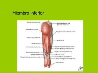 Miembro inferior.
 