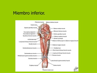 Miembro inferior.
 