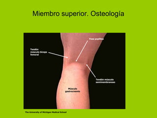 Miembro superior. Osteología


                                                      Fosa poplítea



     Tendón
     músculo bíceps
     femoral




                                                           Tendón músculo
                                                           semimembranoso


                                         Músculo
                                       gastrocnemio




The University of Michigan Medical School
 