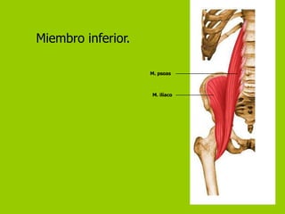 Miembro inferior.

                    M. psoas



                    M. ilíaco
 