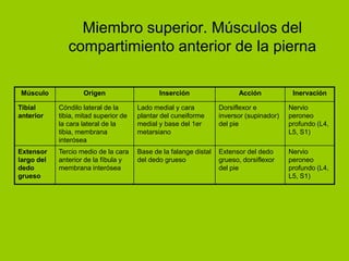 Miembro superior. Músculos del
               compartimiento anterior de la pierna

Músculo             Origen                    Inserción                  Acción            Inervación

Tibial      Cóndilo lateral de la      Lado medial y cara          Dorsiflexor e          Nervio
anterior    tibia, mitad superior de   plantar del cuneiforme      inversor (supinador)   peroneo
            la cara lateral de la      medial y base del 1er       del pie                profundo (L4,
            tibia, membrana            metarsiano                                         L5, S1)
            interósea
Extensor    Tercio medio de la cara    Base de la falange distal   Extensor del dedo      Nervio
largo del   anterior de la fíbula y    del dedo grueso             grueso, dorsiflexor    peroneo
dedo        membrana interósea                                     del pie                profundo (L4,
grueso                                                                                    L5, S1)
 