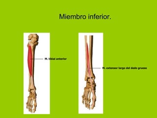 Miembro inferior.




M. tibial anterior


                         M. extensor largo del dedo grueso
 